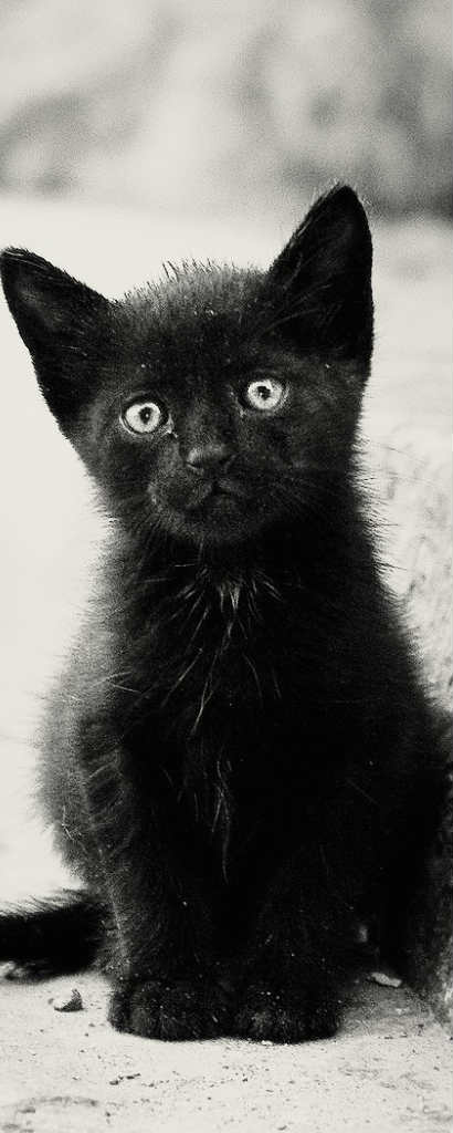 cute-black-kittens-wallpaperpicture-of-cute-animal-lonely-black-kitten-poor-look-someone-j4foko0k1521.jpg