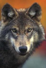 graywolfl4570.jpg