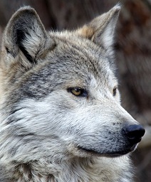 mexican-gray-wolf_don-burkett-8005836.jpg
