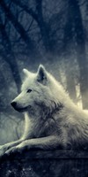 ikona night_of_the_wolf_by_lady_amarillis-d34202q9658.jpg