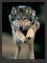 ikona wolf9268.jpg